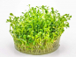 Preview: Australisches Zungenblatt - Glossostigma elatinoides in vitro